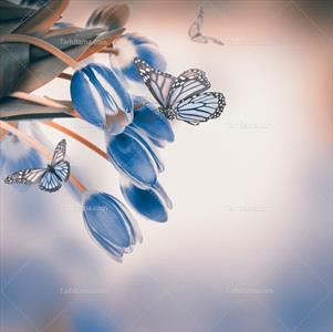 تصویر با کیفیت لاله آبی با پروانه آبی